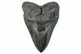 Huge, Fossil Megalodon Tooth - Beautiful River Meg #271007-1